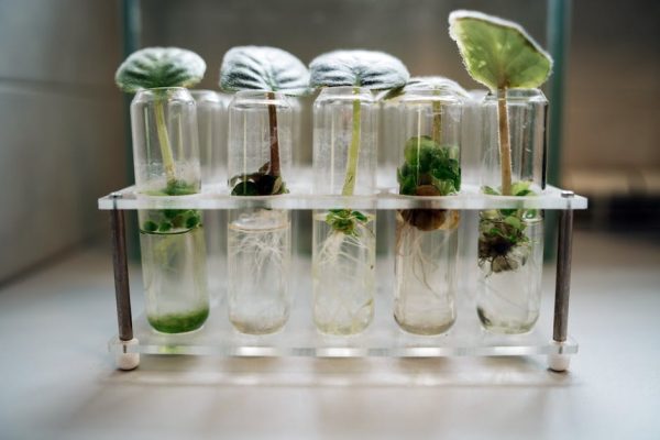 Close-up of plant micropropagation experiment in test tubes showcasing biotechnology.