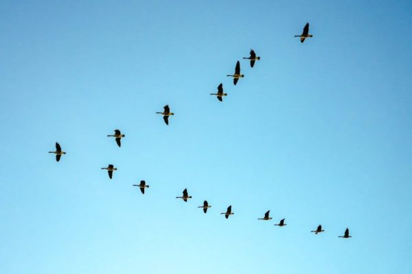 Flock of birds flying in V formation across a clear blue sky.