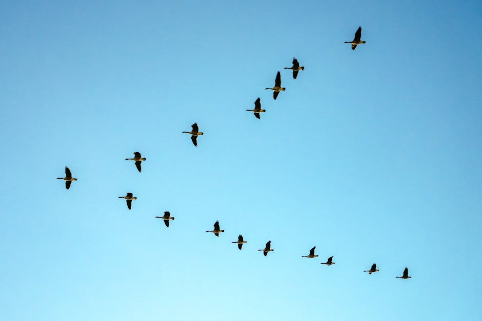 Flock of birds flying in V formation across a clear blue sky.