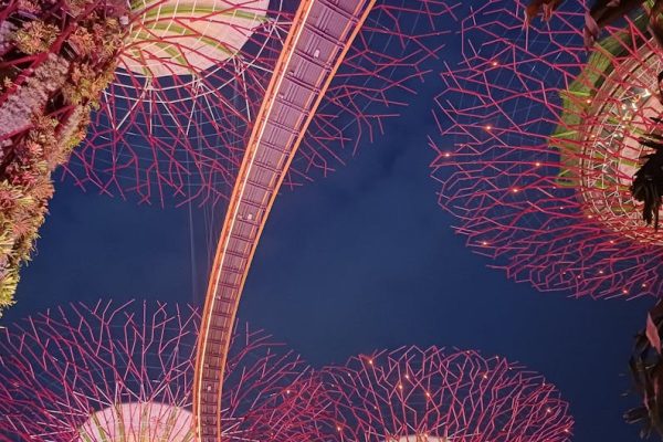 Captivating view of the Supertree Grove illuminated at night in Singapore.