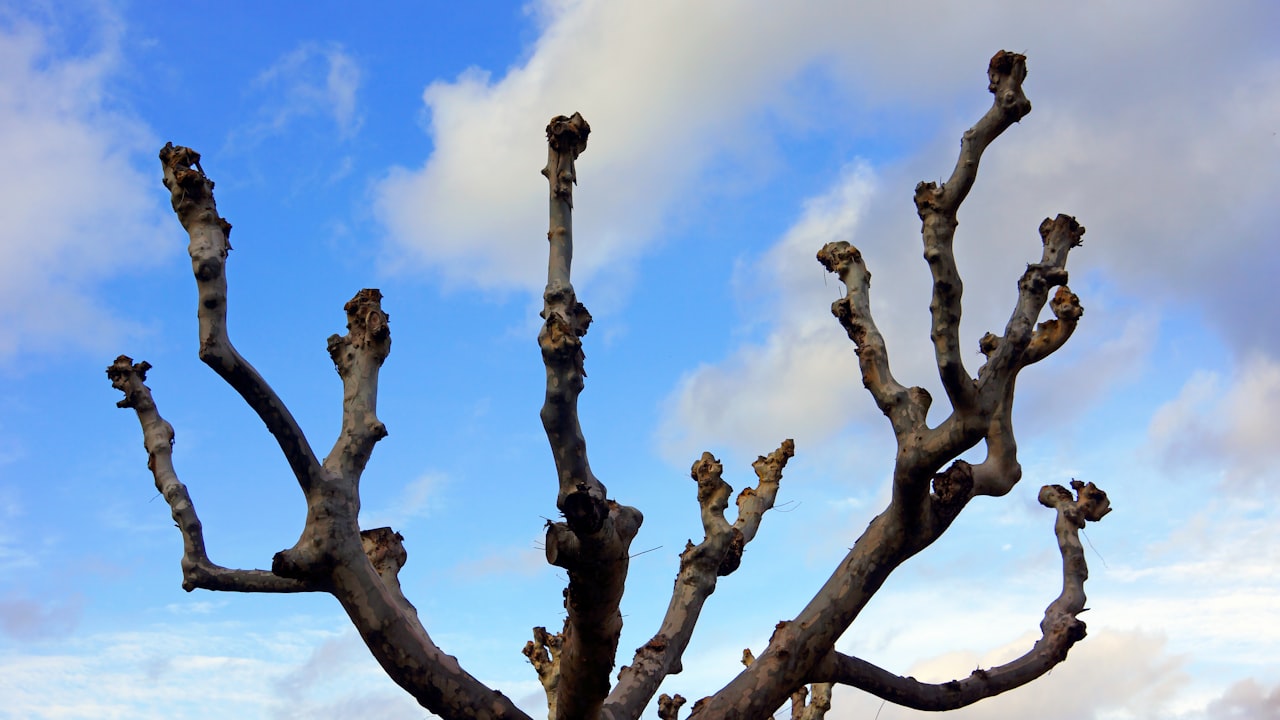 Measuring the Impact of Content Pruning — Content Pruning: Remove and Consolidate Underperforming Pages