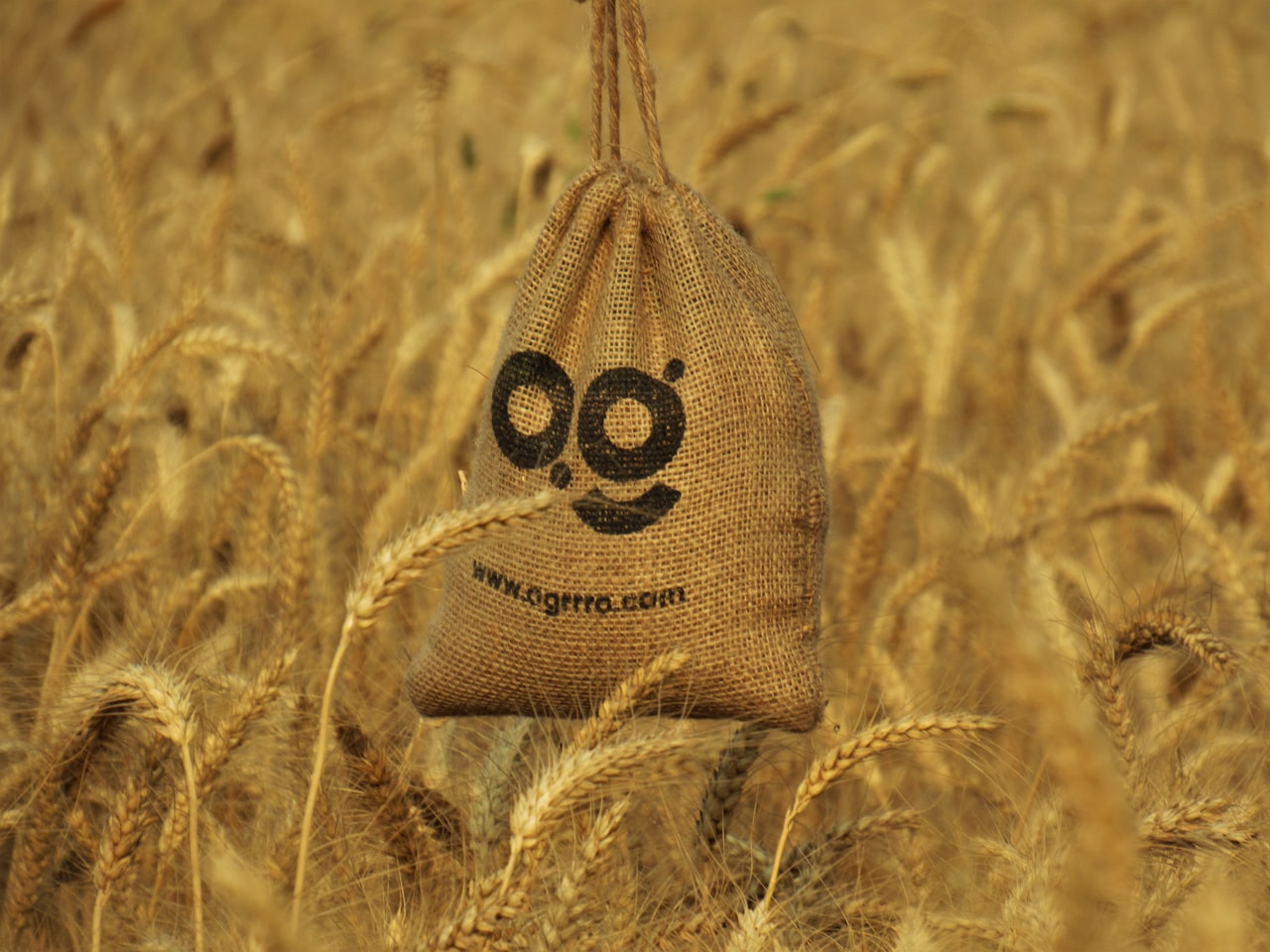 Developing Your Brand Identity — E-commerce Branding: Build a Memorable Online Brand That Customers Trust