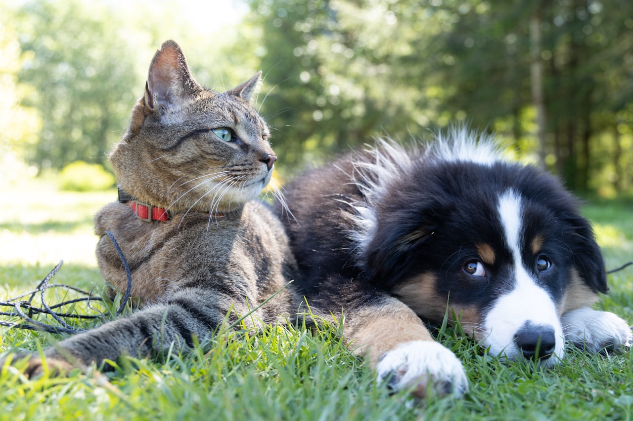 Local SEO for Pet Businesses — Marketing for Pet Businesses: How to Grow Your Brand in Singapore