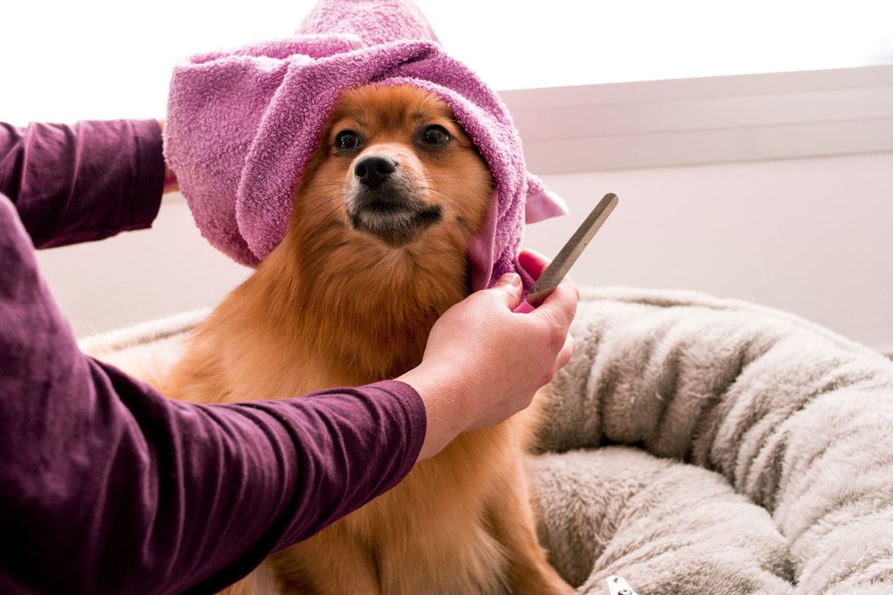 Google Maps and Local Search — Marketing for Pet Grooming Businesses in Singapore: Build a Loyal Client Base