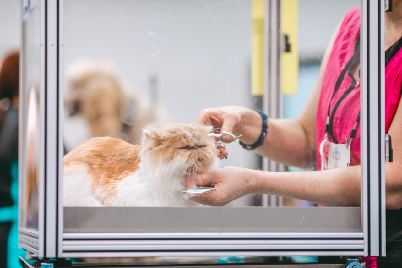 Online Booking and Convenience — Marketing for Pet Grooming Businesses in Singapore: Build a Loyal Client Base