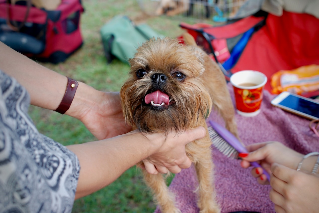 Paid Advertising for Pet Groomers — Marketing for Pet Grooming Businesses in Singapore: Build a Loyal Client Base