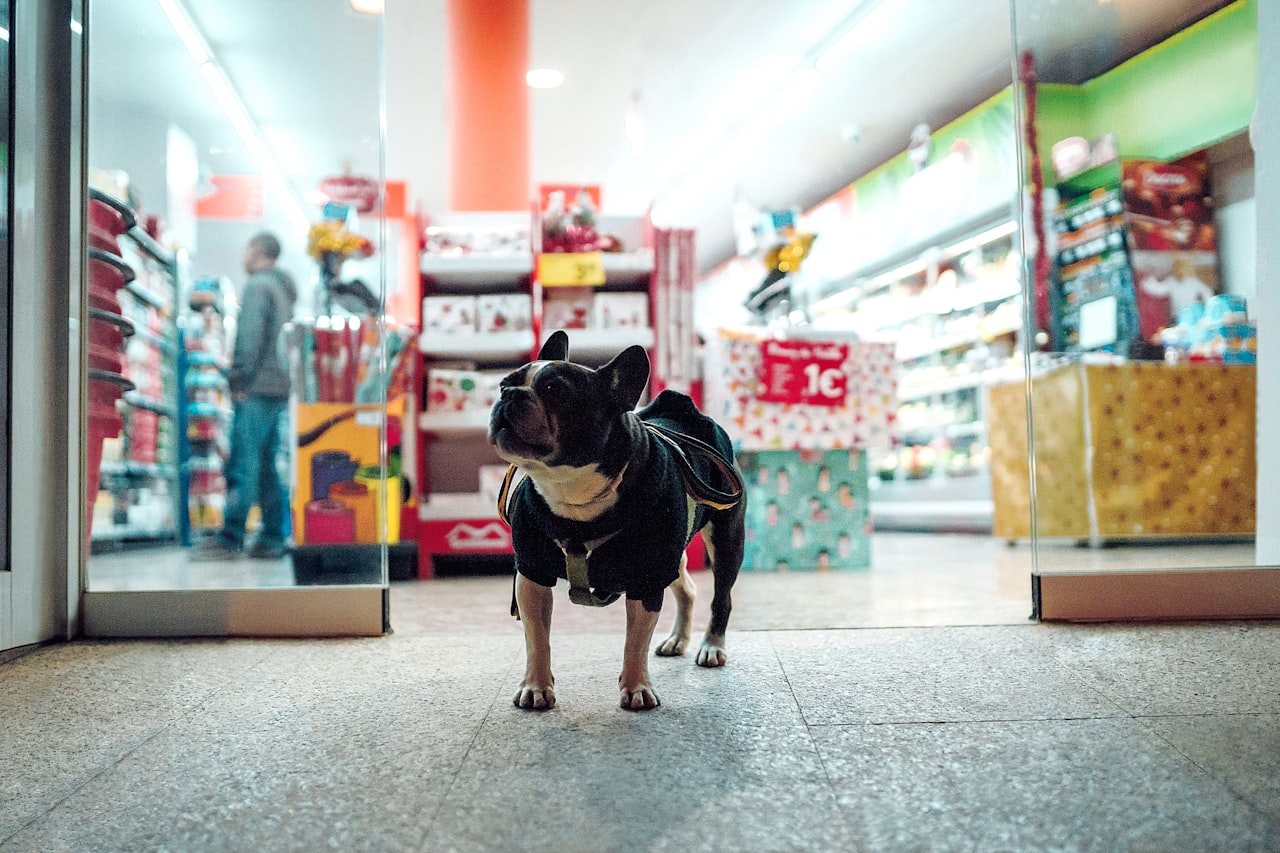Instagram Content That Converts Pet Parents — Pet Business Marketing in Singapore: A Guide for Groomers, Shops and Vets