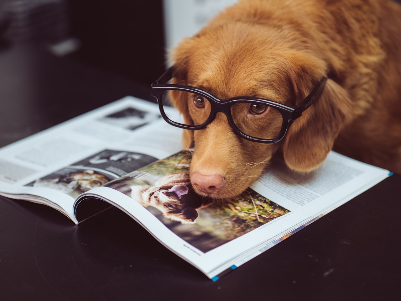 Measuring Campaign Success — Marketing to Pet Owners in Singapore: A Growing High-Spend Segment