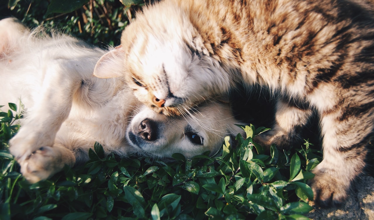 Understanding the Singapore Pet Owner — Marketing to Pet Owners in Singapore: A Growing High-Spend Segment