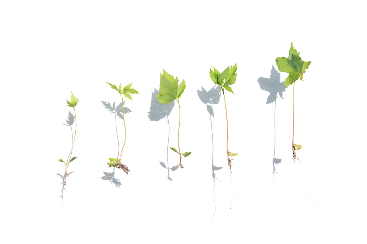 Building Viral Loops — Product-Led Growth: Let Your Product Drive Acquisition