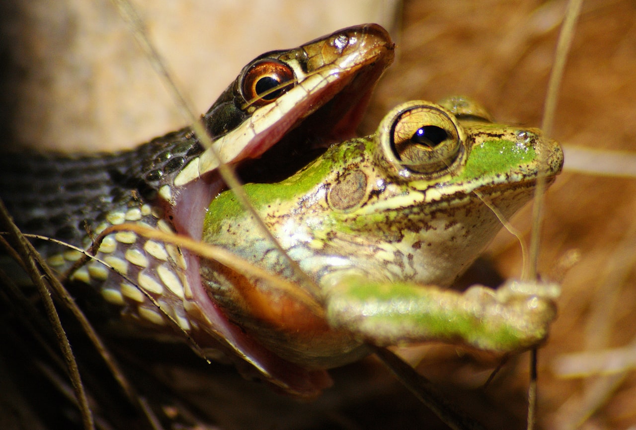 Detecting Duplicate Content Issues — Screaming Frog Tutorial: Run a Technical SEO Audit