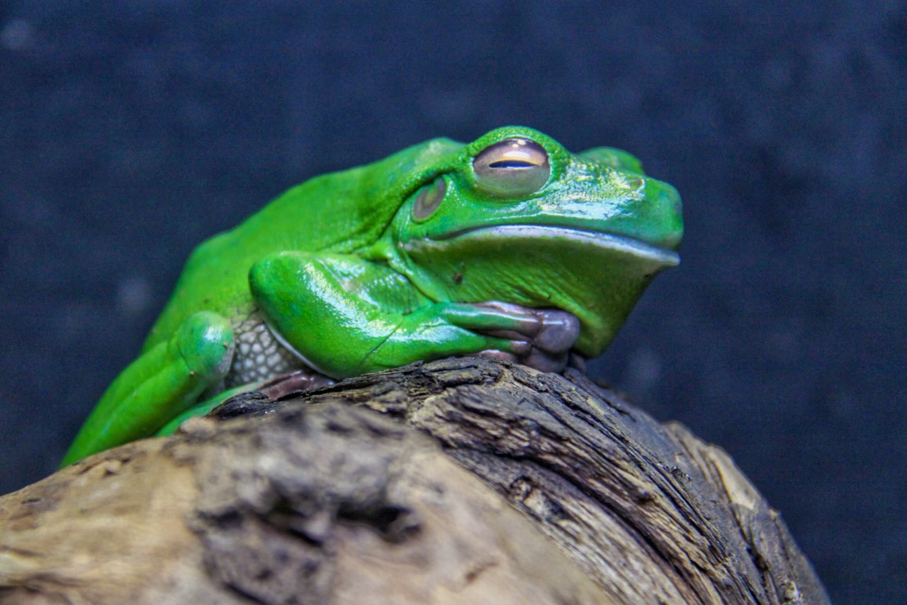Exporting and Acting on Your Data — Screaming Frog Tutorial: Run a Technical SEO Audit