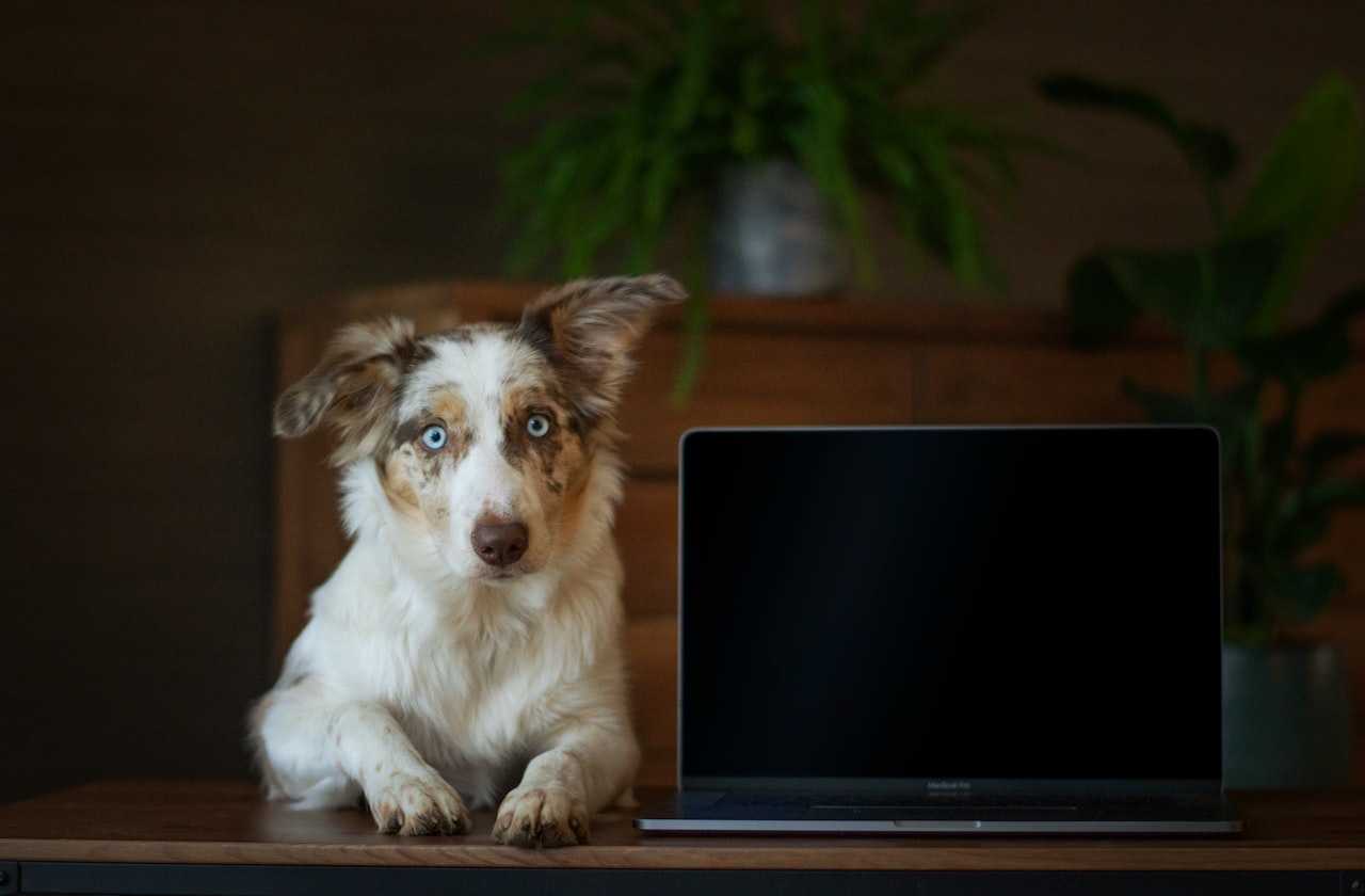 Content Marketing for Pet Businesses — SEO for Pet Industry: How Vet Clinics, Pet Shops, and Groomers Can Rank in Singapore