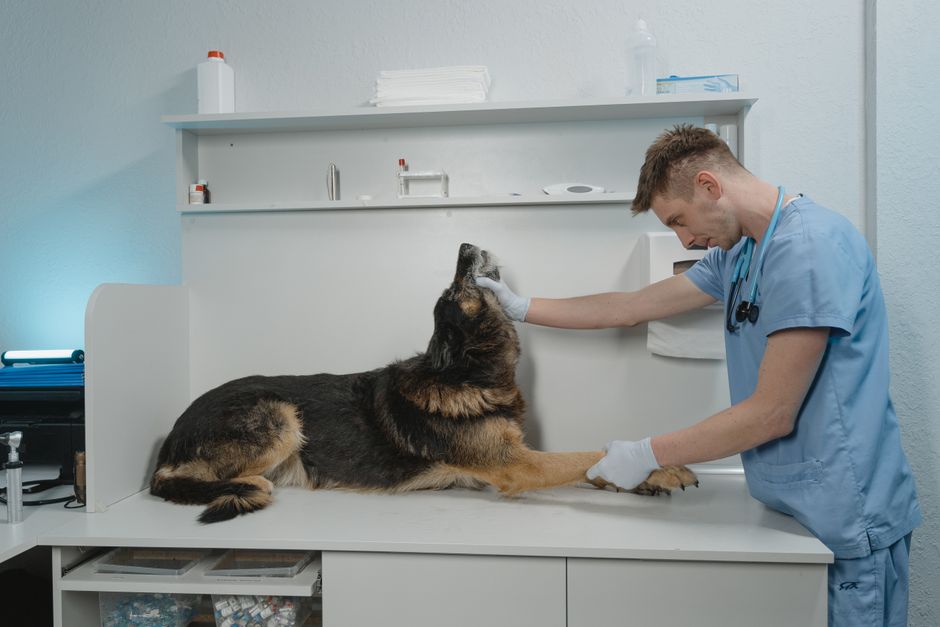 Vet searches Google won't show data for — Vet Google Ads CPC in Singapore: October 2026 Data